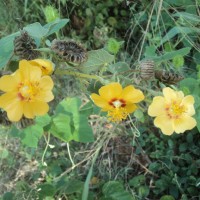 Abutilon hirtum (Lam.) Sweet